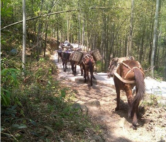 宝安区马帮运输电话