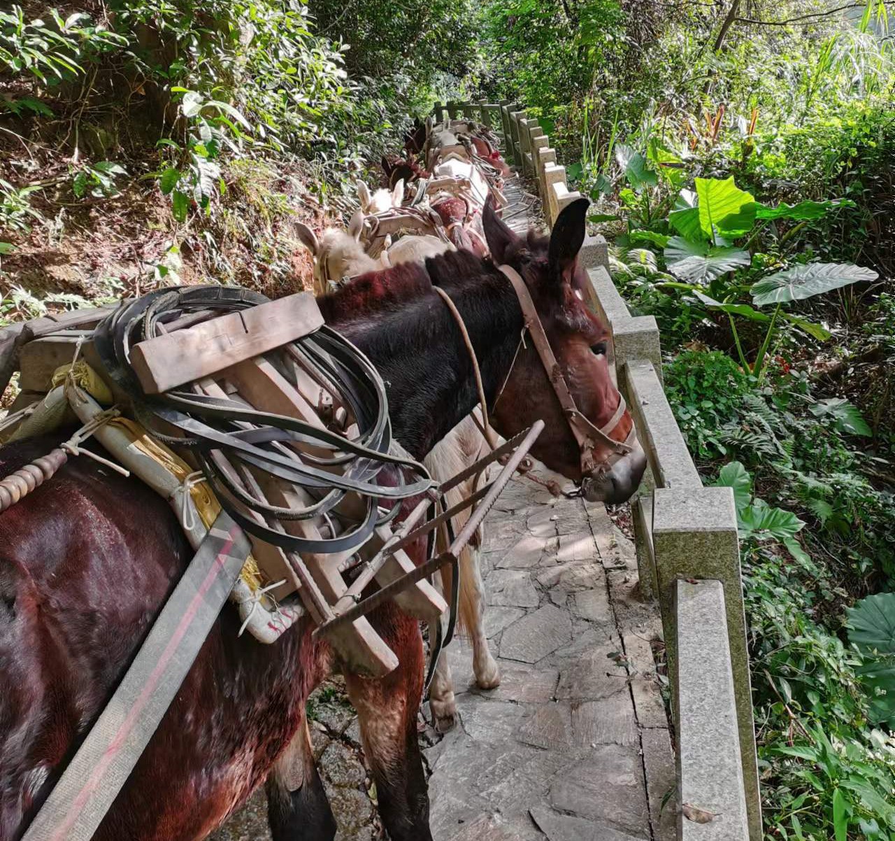 宝安区马队运输