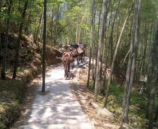 宝安区马队运输公司