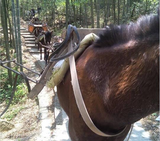 宝安区骡马队运输