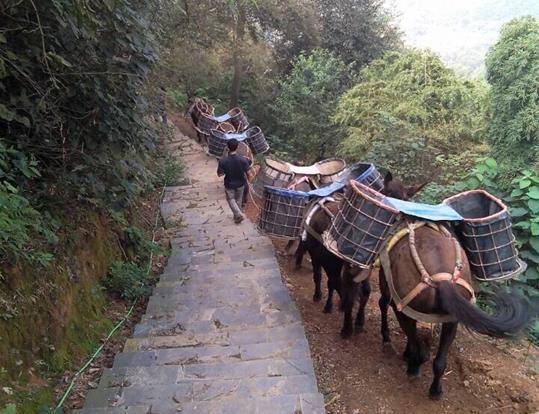 宝安区骡马运输电话