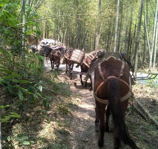 宝安区骡马运输公司