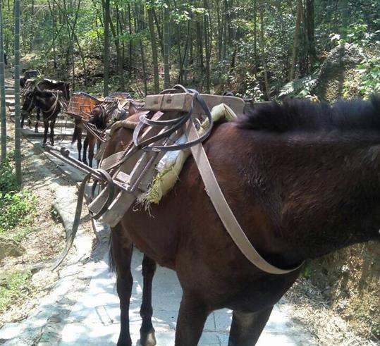 宝安区山路骡马运输