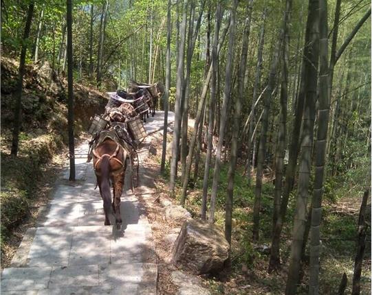 宝安区山区骡马运输