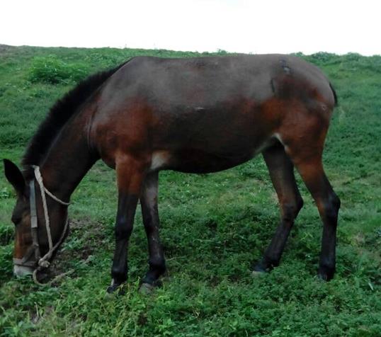 宝安区骡马搬运