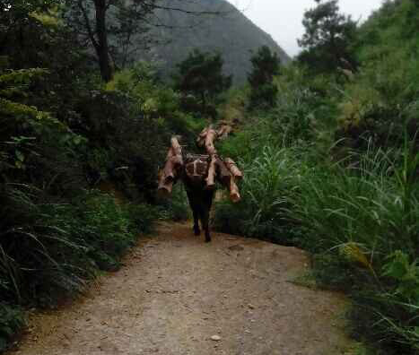 宝安区骡马运输