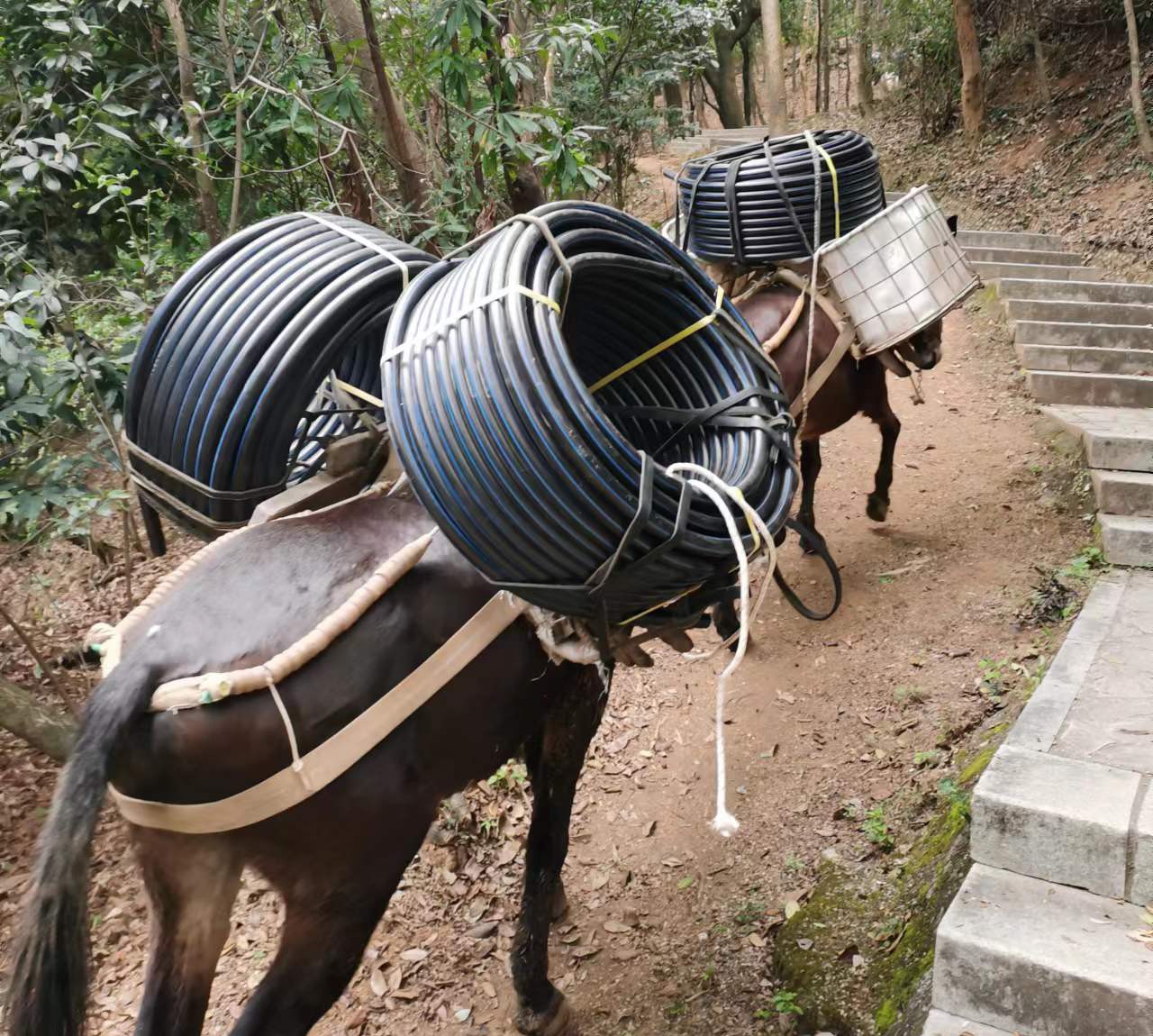 宝安区马帮运输