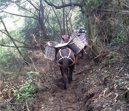 宝安区马帮运输公司