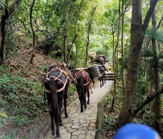 宝安区马队运输电话