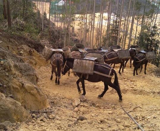 宝安区山区马队运输